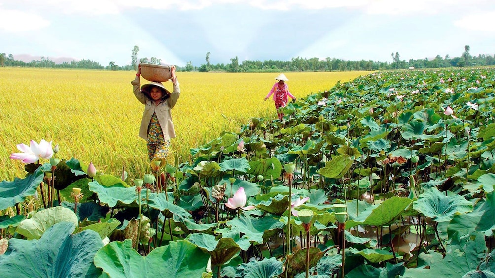 Fields in Vietnam 