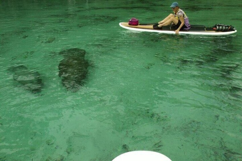 Silver Springs Clear Kayaking Tours & Wildlife Adventure