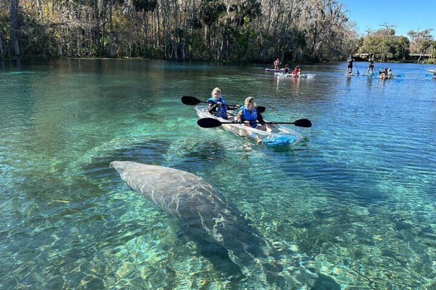 Silver Springs Clear Kayaking Manatee & Monkey Adventure