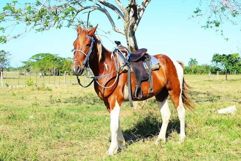 Private horseback riding on beautiful Punta Cana beach (jump in the water)