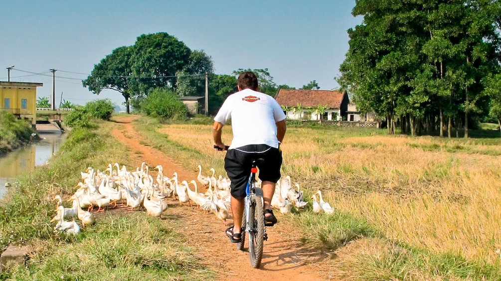 Half Day Discover Real Countryside Surroundings Hoi An By Bike