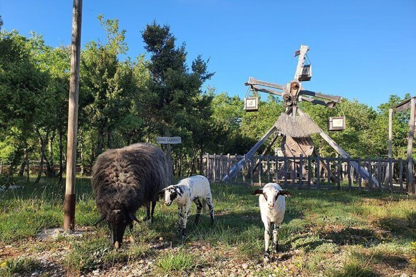 Private Medieval Adrenaline Family Tour in Istria