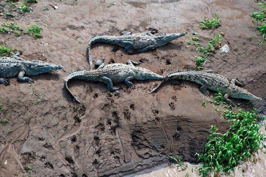 2-hour Crocodile Adventure Tour in Tarcoles River