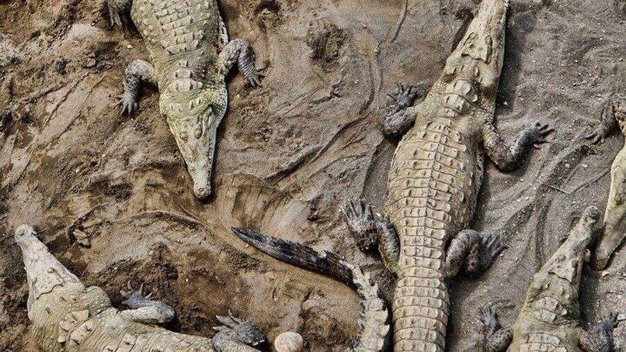 2-hour Crocodile Adventure Tour in Tarcoles River