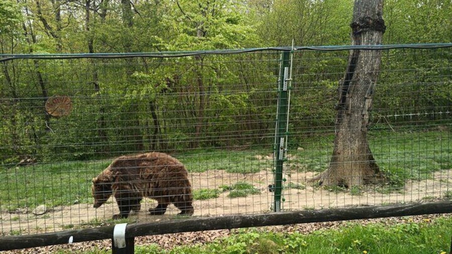 Bear Sanctuary and Bran Castle from Brasov