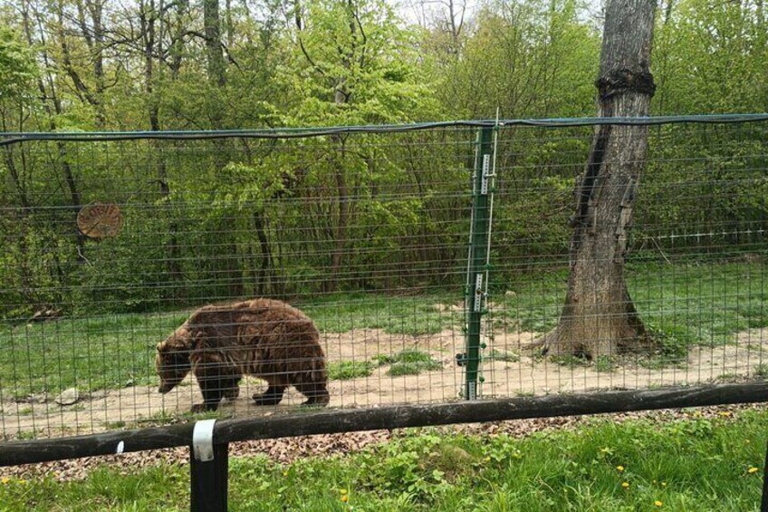 Bear Sanctuary and Bran Castle from Brasov