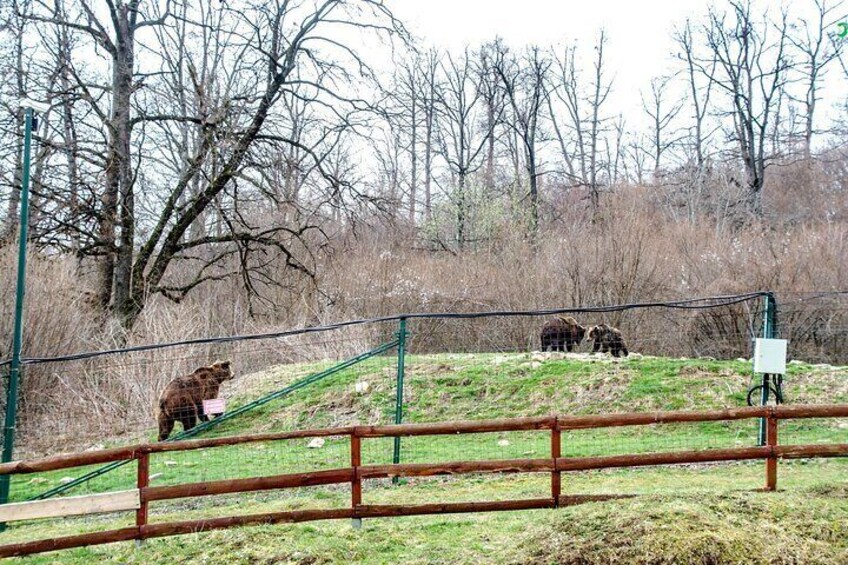 Bear Sanctuary and Bran Castle from Brasov