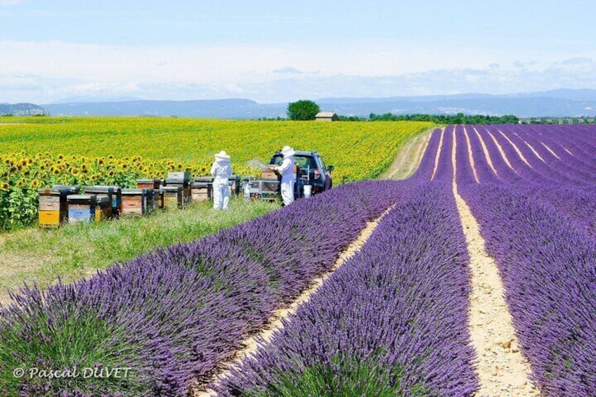 Private Tour of Gorges of Verdon and Fields of Lavender in Nice