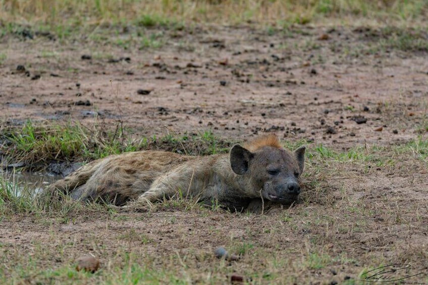 Amboseli National Park Day Tour