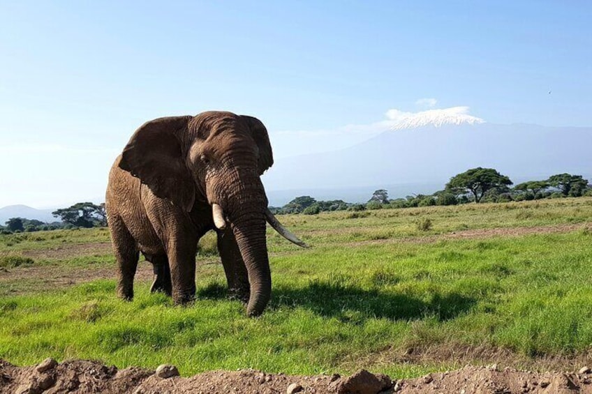 Private Full Day Tour to Amboseli National Park 