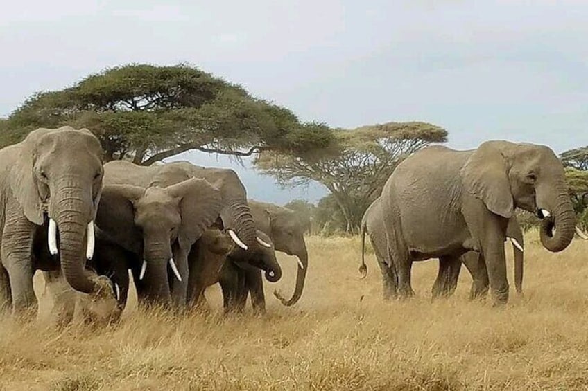 Private Full Day Tour to Amboseli National Park 