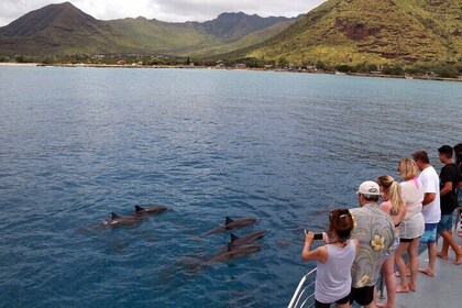 3 Ziplines & Dolphin Watching Snorkel Adventure