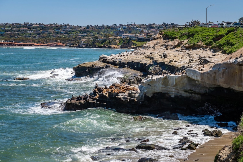 Ultimate La Jolla Self-Guided Audio Tour Bundle