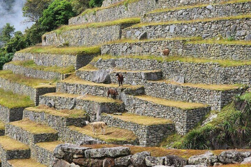 Half Day Private Tour Machu Picchu Cusco Peru