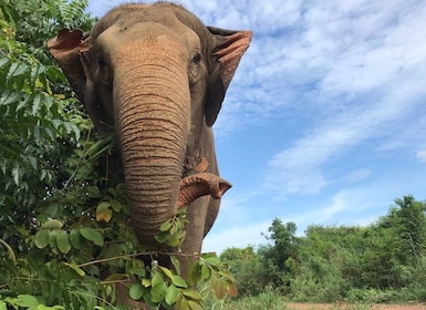 Pattaya: Tour interattivo del santuario etico degli elefanti