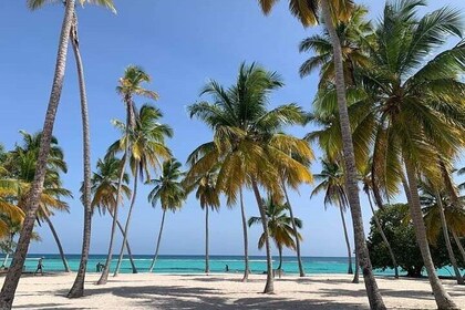 Saona island tours with transport and lunch included (Open Bar).