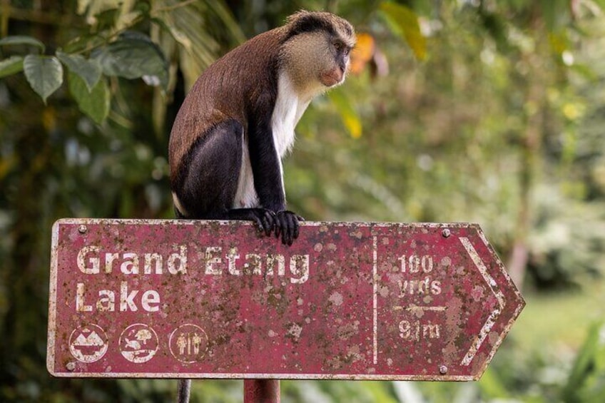 Mona monkey at Grand Etang lake