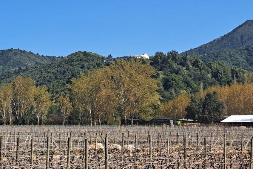 Private Full day Tour to VIK Winery Tour with Lunch