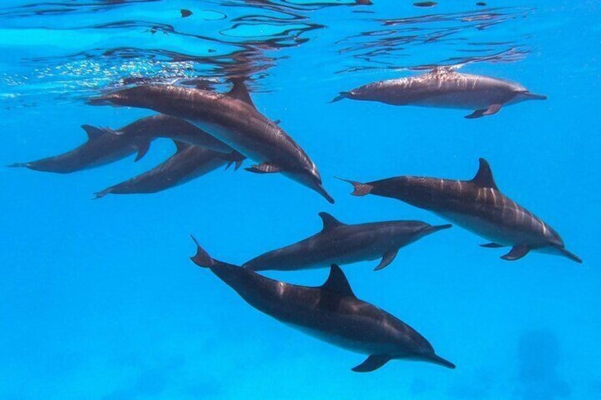 Dharavandhoo Dolphin Cruise