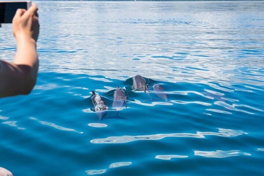 Dharavandhoo Dolphin Cruise
