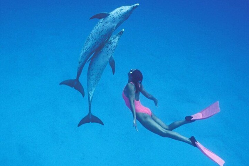 Dharavandhoo Dolphin Cruise