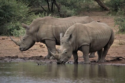 6 dagars rundtur i Johannesburg och Kruger nationalpark