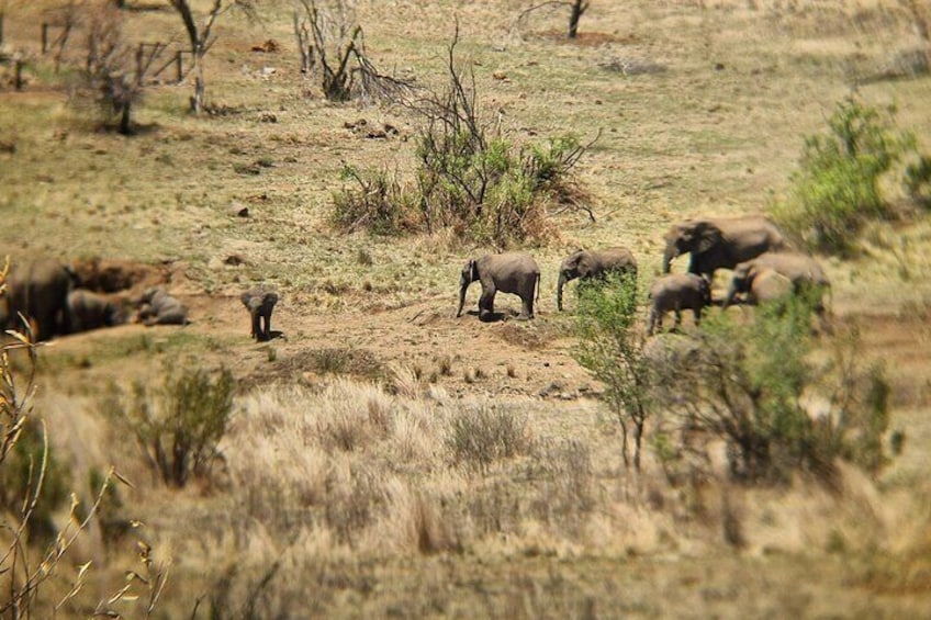 Full Day Safari from Johannesburg - Pilanesberg Nature Reserve