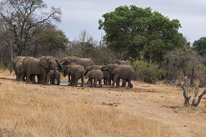 Full Day Safari from Johannesburg - Pilanesberg Nature Reserve