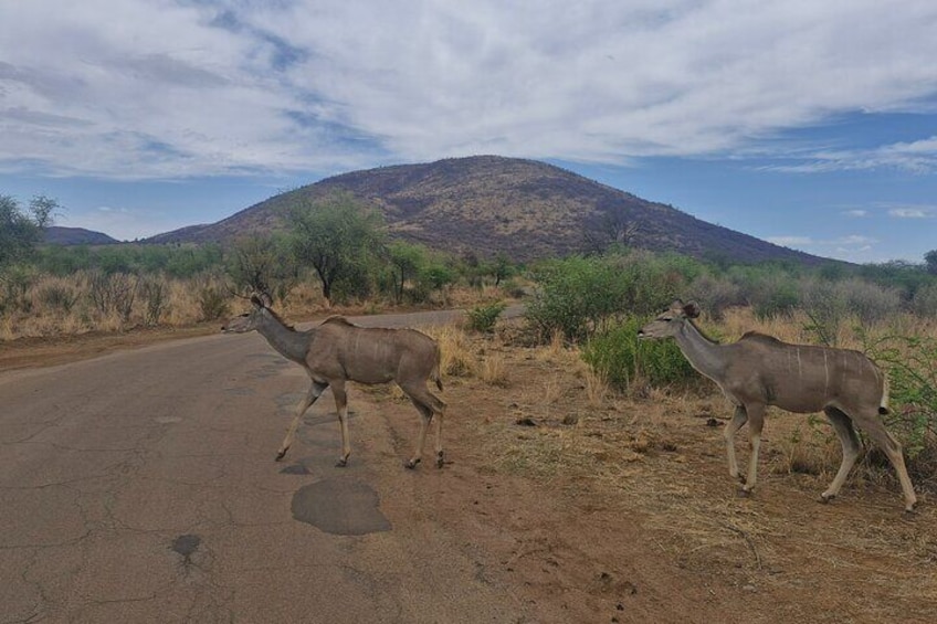 Full Day Safari from Johannesburg - Pilanesberg Nature Reserve