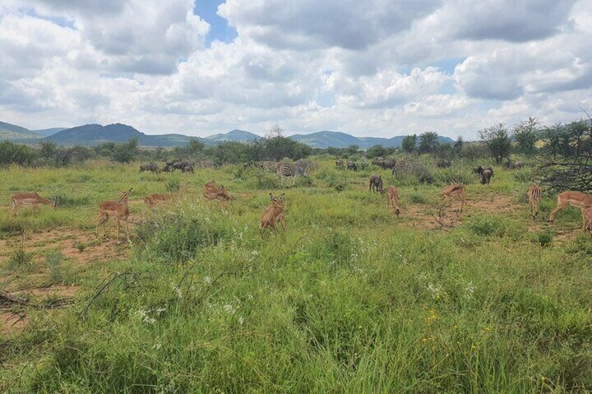 Different species of antelopes to learn and discover...