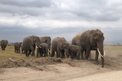 12-Hour Private Tour to Amboseli National Park