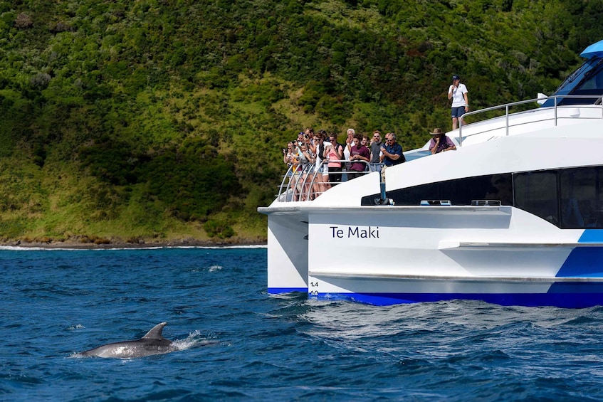 Picture 5 for Activity From Paihia: Cream Trip Full-Day Cruise to Bay of Islands