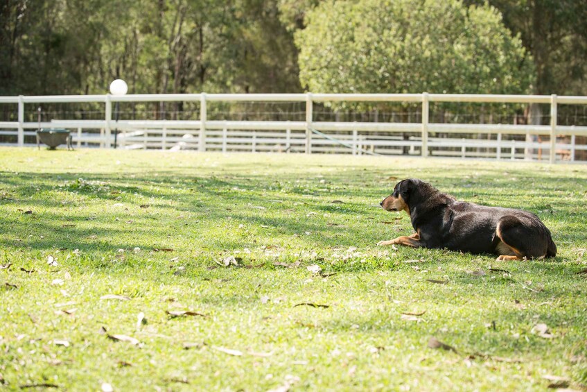 Picture 16 for Activity Paradise Country: Ultimate Aussie Farm Experience