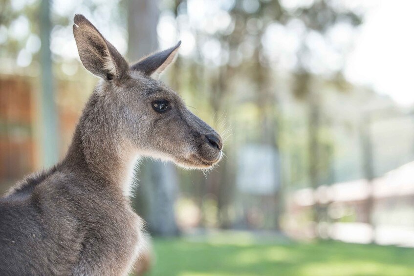 Picture 12 for Activity Paradise Country: Ultimate Aussie Farm Experience