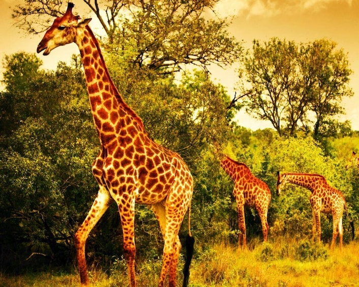 Picture 6 for Activity 3 Days 2 Nights Panorama Tour & Kruger National park Safari