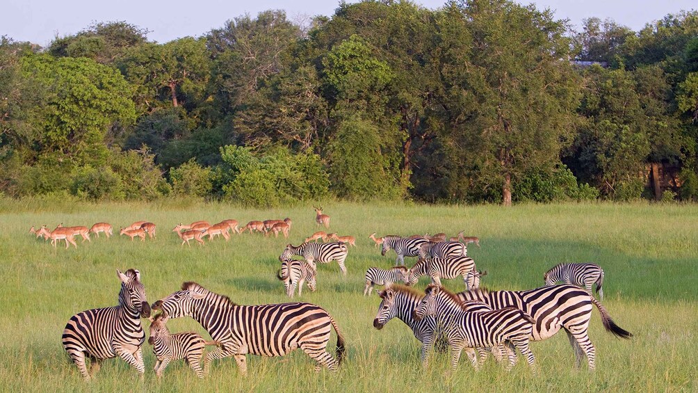 Picture 1 for Activity 3 Days 2 Nights Panorama Tour & Kruger National park Safari