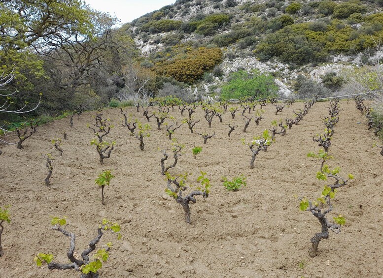 Picture 18 for Activity Naxos: Countryside hike among villages & Byzantine churches