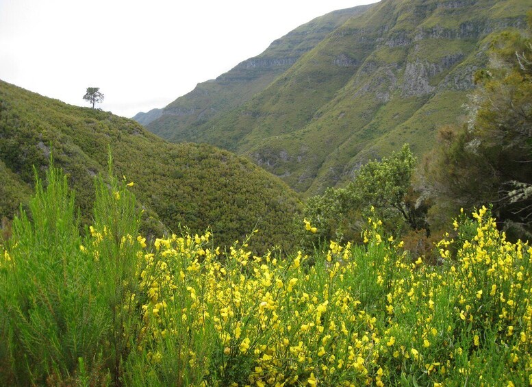 Picture 3 for Activity Madeira: Guided Full-Day Rabaçal Walk