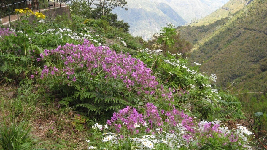 Madeira: Guided Full-Day Rabaçal Walk