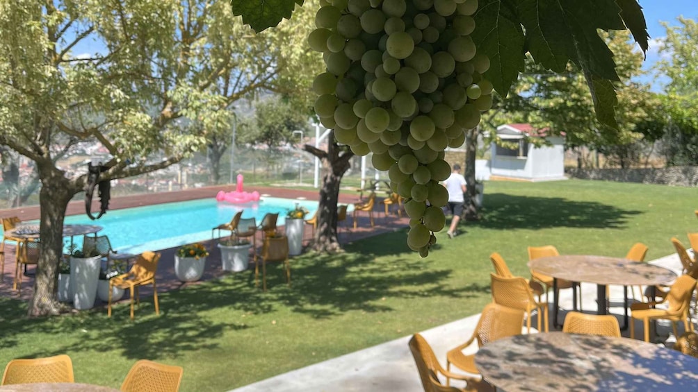 Picture 3 for Activity From Porto: Tastings at 2 Wineries, Chef's Lunch & Boat Tour
