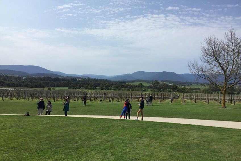 Private Tour of Yarra Valley 8 Hour Wine Tour