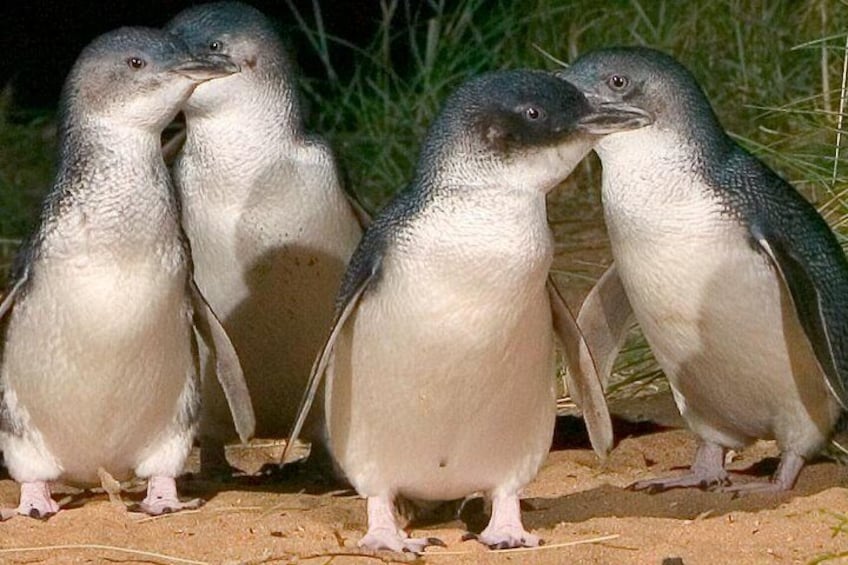 Penguins at Phillip Island.
