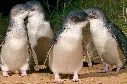 Private Tour of Phillip Island & Penguins with personal tour guide