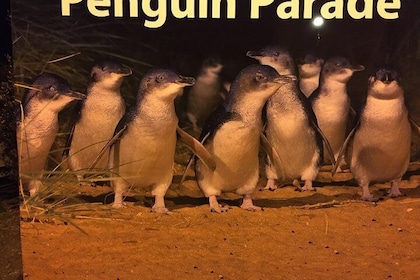 Private Penguin Tour includes Tour Guide & Penguin Plus Tickets