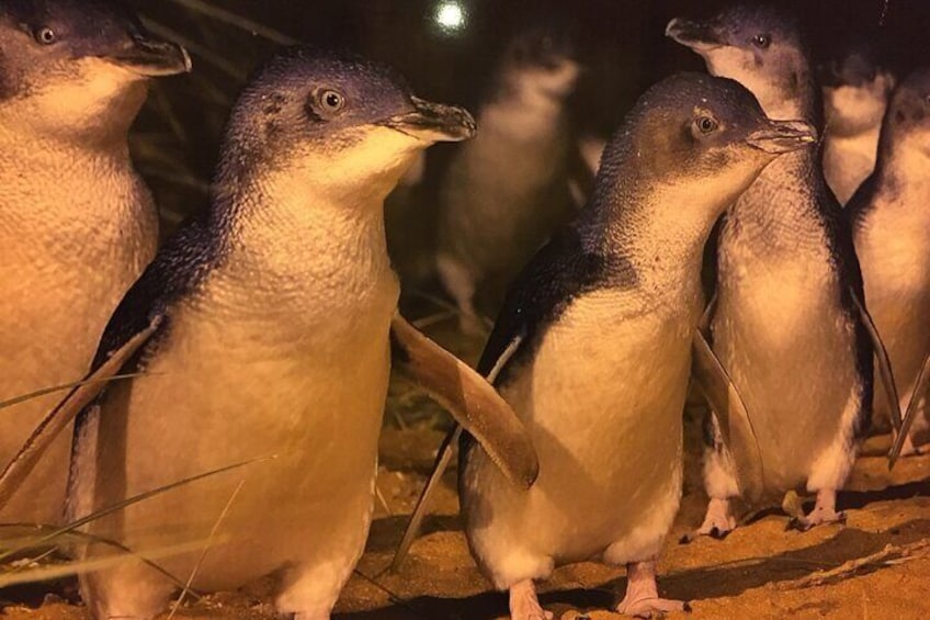 Private Penguin Tour includes Tour Guide & Penguin Plus Tickets