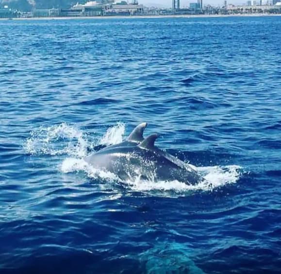 Barcelona: Sailing tours con capitán local, bebidas y snacks