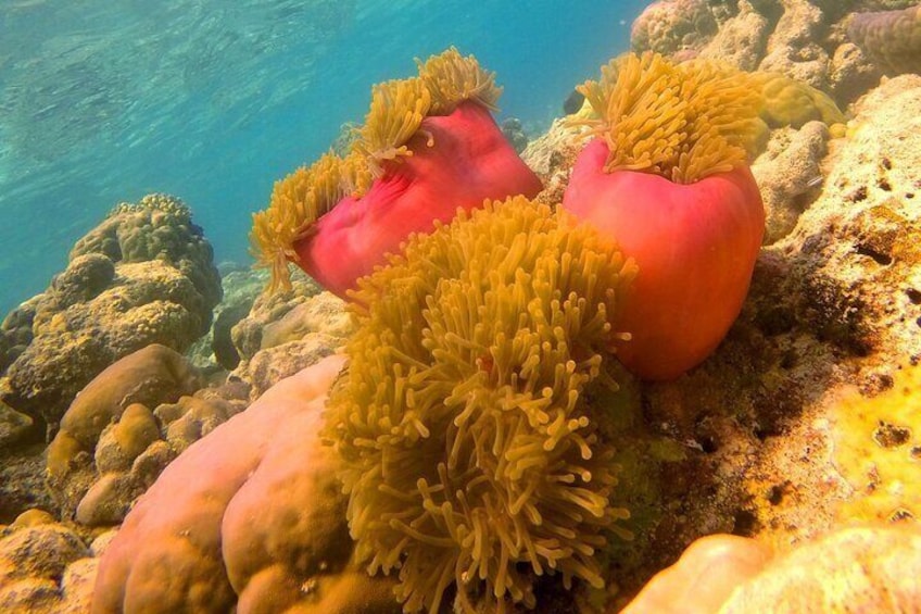 Discover Scuba Diving in Dharavandhoo