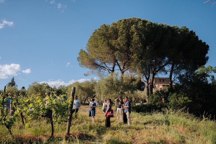 Small Group Chianti from Florence with Wineries & Tastings