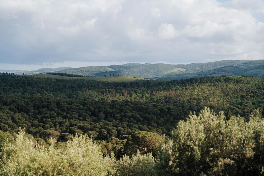 Small Group Chianti from Florence with Wineries & Tastings