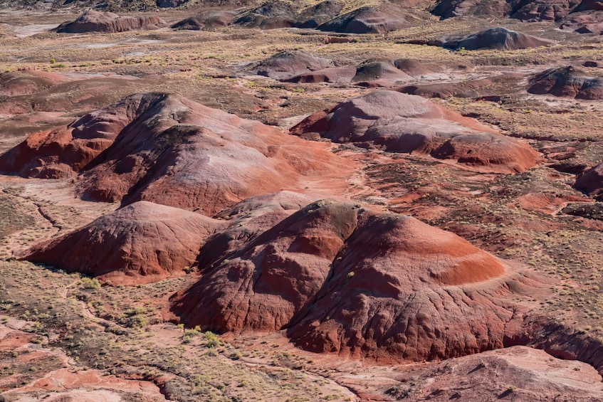 Petrified Forest Driving Tour: Self-Guided